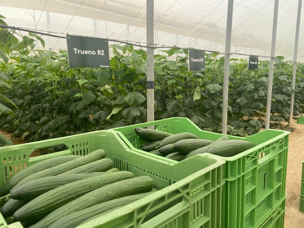 Rijk Zwaan muestra en unas jornadas la ideal adaptación de Trueno RZ y Maritimo RZ en Níjar