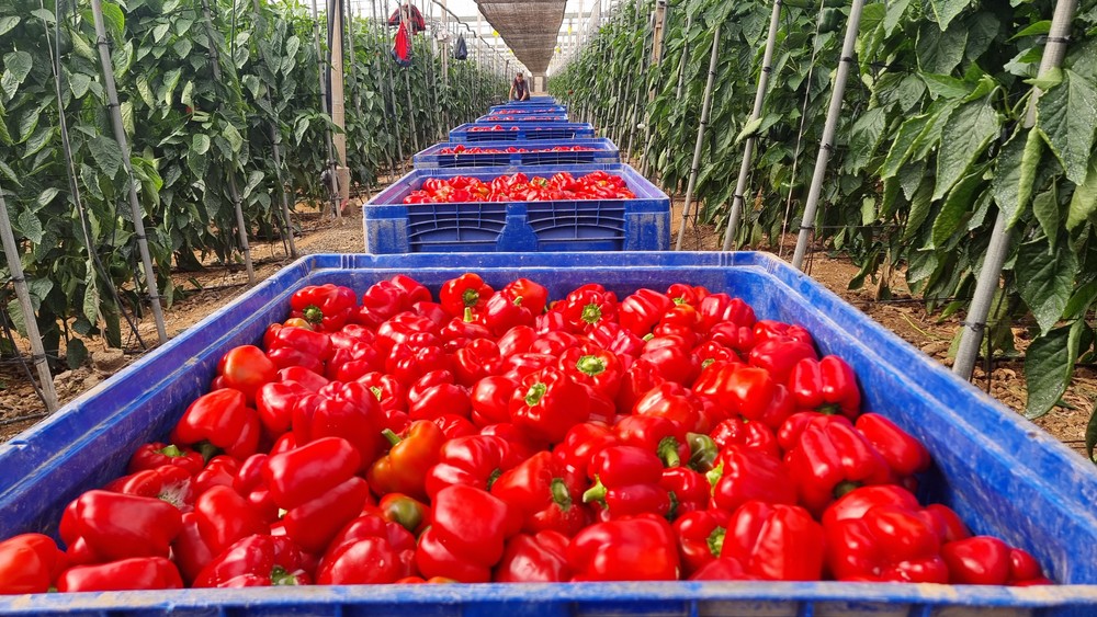 Dalías acoge las primeras jornadas en las que HM.CLAUSE muestra sus novedades Nesmet y Talanis