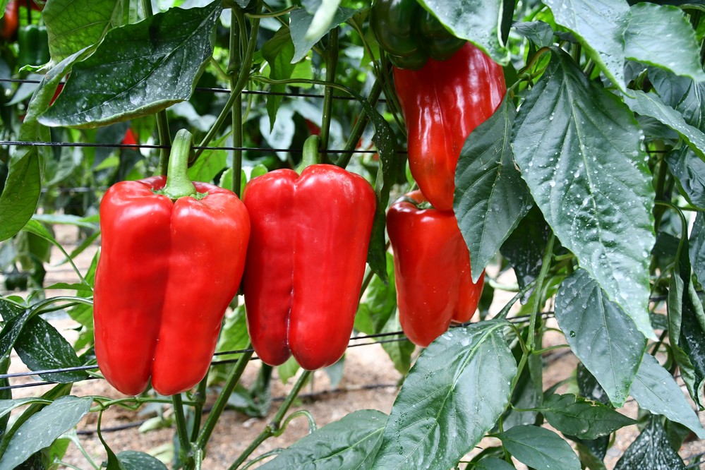 HM. CLAUSE presume de la resistencia al oídio de su pimiento lamuyo Gardel