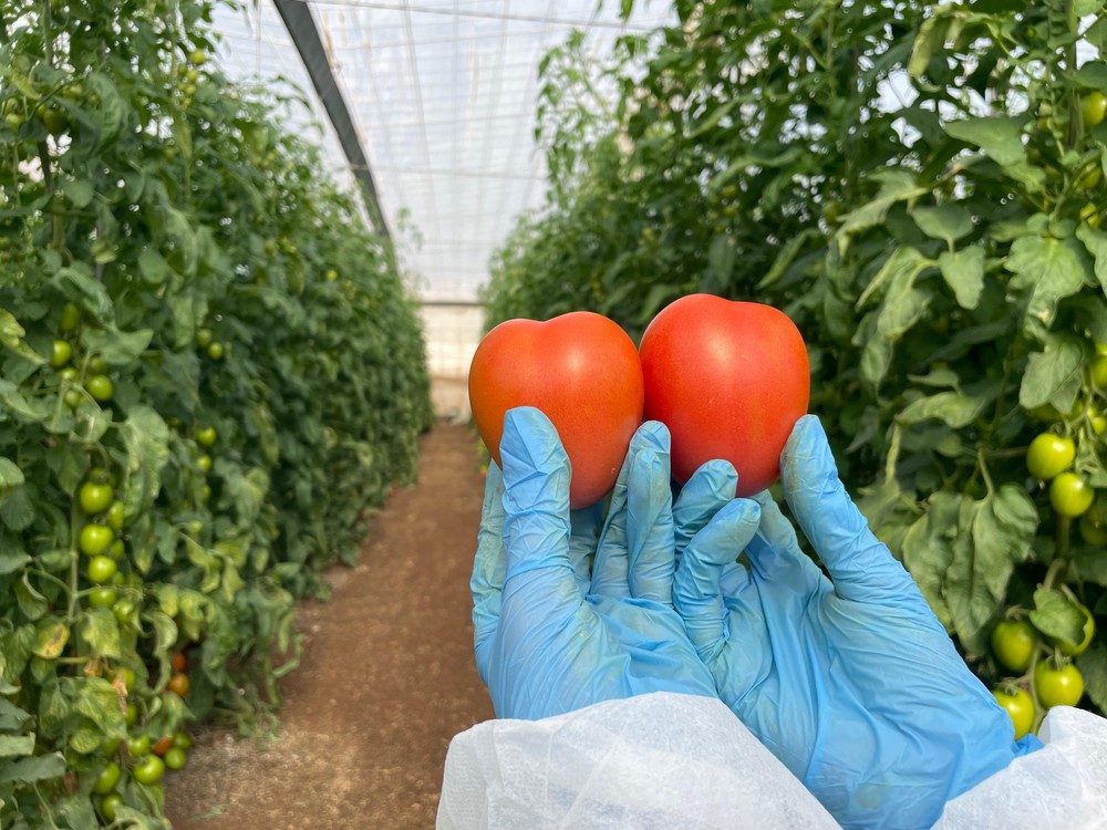 CapGen lanza CGT3615, su nuevo tomate pera para exportación resistente al rugoso