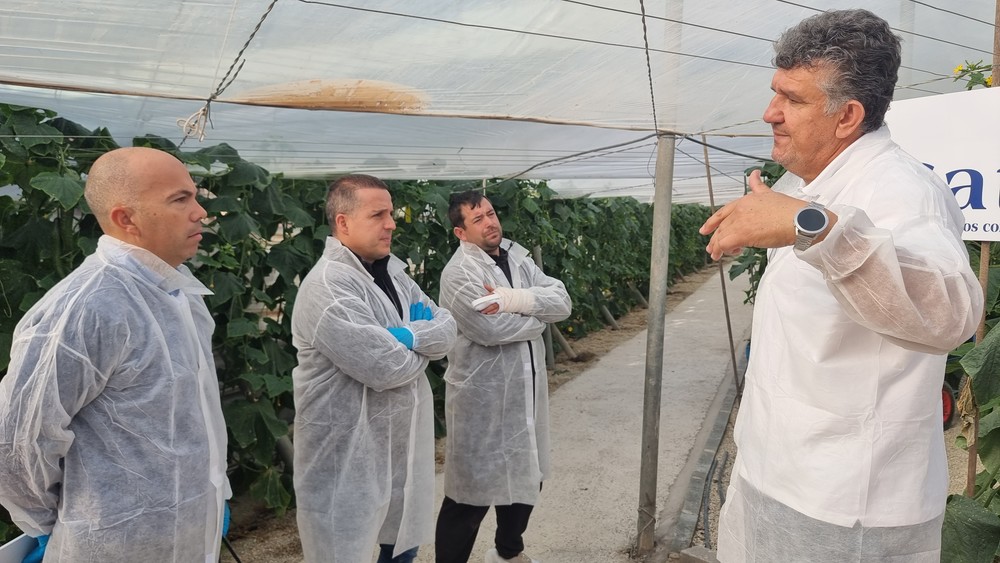 HOL 200052 (Moscu) engrosa el catálogo de pepino holandés de Semillas Fitó
