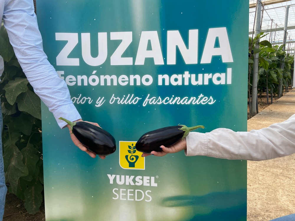 Yuksel Seeds muestra la buena respuesta de Zuzana con las bajas temperaturas