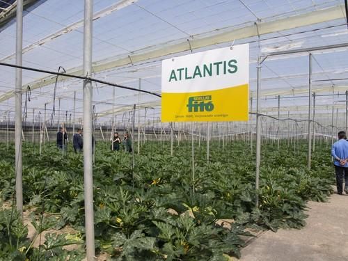 Jornadas sobre Atlantis, calabacín de Semillas Fitó
