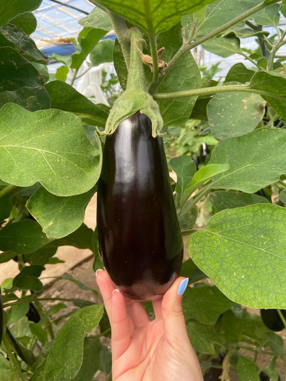Zuzana, la berenjena de Yuksel Seeds que da la talla hasta en inviernos complicados