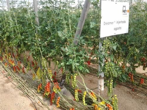 Jornada de Puertas Abiertas de Nunhems para presentar el tomate Dreamer F1