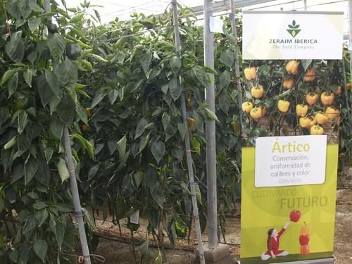 Zeraim Ibérica organiza unas jornadas de pimiento California