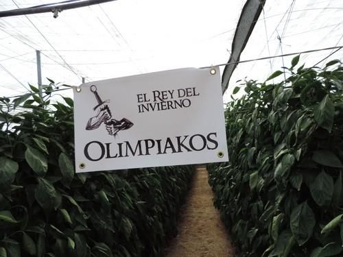 Nunhems ofrece una jornada de puertas abiertas sobre Olimpiakos