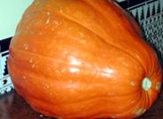 El uso de un producto que contiene algas vivas produce calabazas de hasta veinte kilos