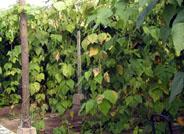 Expertos estadounidenses elaboran un método que describe la defensa que manifiestan las plantas frente al ataque de plagas