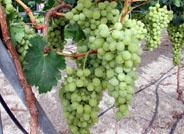 Una sustancia incluida en las uvas y en el vino mejora la salud y alarga la vida, según un estudio
