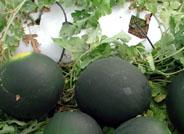 Los semilleros ya están recibiendo los primeros melones y sandías que protagonizan la segunda cosecha del sector hortícola almeriense