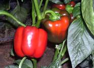 Vilmorin presenta en Almería nuevas variedades de pimiento California y Lamuyo a sus delegaciones y clientes de todo el mundo