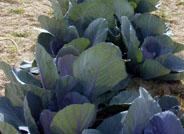 Investigadores utilizan la coliflor para aumentar el contenido de la fibra de los alimentos