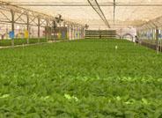 Fepex valora que la normativa de productores de semillas mejorará la coordinación entre administraciones