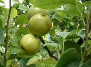 El Marm publica una Orden que modifica el Real Decreto del control de plantas frutales
