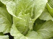 La Secretaria General de Medio Rural destaca el papel de España en la protección de las nuevas variedades vegetales