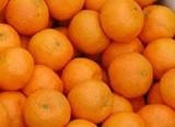Los productores y comercializadores de la mandarina Nadorcott en España y Marruecos se reúnen para trazar una política conjunta