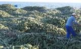 Agricultores de Motril destruyen en la playa de Carchuna toneladas de pepino en protesta por los precios