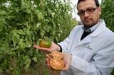 Philoseed España obtiene cuatro nuevas variedades de tomate pintón y una de cherry naranja