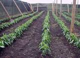UAL impulsa un centro de tecnologías agrícolas en Bolivia, basándose en su modelo de agricultura local
