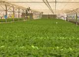 Científicos japoneses se interesan por un estudio de la UCO sobre agricultura