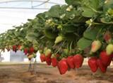 Expertos andaluces estudian el control de floración de la fresa para una producción más temprana del fruto