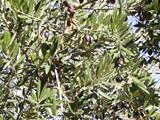 El sector calcula que la cosecha de aceite alcanzará 1.330.000 de toneladas a pesar del temporal