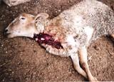 La Junta niega que la implantación del bolo provoque la muerte de animales