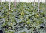 HORTYFRUTA informa acerca de la gestión de residuos agrícolas en la agricultura intensiva almeriense