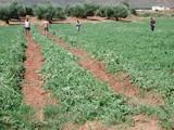 ASAJA, COAG, UPA y Cooperativas Agro-alimentarias logran que el Senado apoye sus propuestas en la Ley de Morosidad