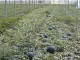 Murcia acogerá la Conferencia sobre la Agricultura europea y el crecimiento inteligente en el horizonte de la Estrategia Europa 2020