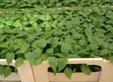 La modificación del Real Decreto de ayudas a agrupaciones de productores de plantas vivas amplia el plazo de solicitud al 31 de julio