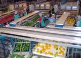 Las Comunidades Autónomas contarán con 18,5 millones a repartir para programas agrícolas, ganaderos, agroalimentarios y de desarrollo rural