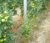 Coag-Almería denuncia que el virus de la cuchara ha obligado ya a arrancar 200 hectáreas de tomate en Níjar