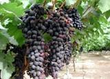 Obtienen vino enriquecido con antioxidante a partir de uvas irradiadas