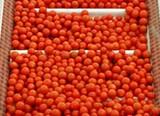 FEPEX comparece mañana ante el Parlamento Europeo para defender la reforma de precios de entrada aplicable a las importaciones de frutas y hortalizas