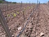 Agricultura habrá pagado 1.350 millones de euros en concepto de ayudas directas de la PAC, antes de finalizar 2010