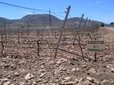 El próximo 15 de diciembre finaliza el plazo de contratación del seguro de explotación de uva de vino, cosecha 2011