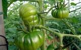 Comienza la temporada de tomate Raf, la hortaliza gourmet del campo almeriense