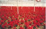 La Navidad se tiñe de rojo