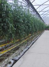 ICC Ingeniería y Centro de Cálculo desarrolla varias plantas de cogeneración en Almería y Murcia