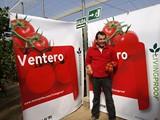 Color y sabor en las puertas abiertas de tomate de Monsanto