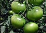 Los exportadores esperan el respeto de todos a las normas fitosanitarias