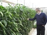 Los horticultores de Almería incrementan un 3% la superficie de cultivos con control biológico esta campaña