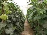 La ESTIA de la Universidad de León se solidariza con los productores hortofrutícolas españoles y defiende la calidad como seña de identidad