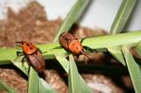 El Instituto de Investigación Agraria de la Junta destina 477.000 euros al plan para el control del picudo rojo de las palmeras