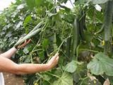 El MARM pone en marcha los mecanismos para facilitar al sector hortofrutícola español las exportaciones a la Federación rusa