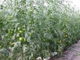 Los agricultores españoles percibirán un adelanto de las ayudas de la PAC de 2.763 millones de euros