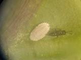 Koppert desarrolla un nuevo organismo de control biológico para luchar contra la cochinilla del pimiento