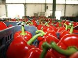 El sector contará con más pimiento California en la próxima campaña